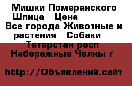 Мишки Померанского Шпица › Цена ­ 60 000 - Все города Животные и растения » Собаки   . Татарстан респ.,Набережные Челны г.